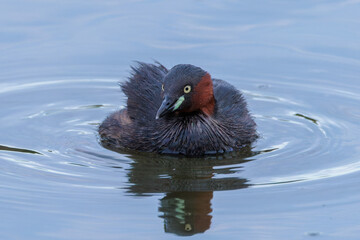 Little grebe (Tachybaptus ruficollis)