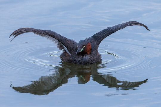 Little grebe (Tachybaptus ruficollis)
