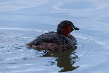 Little grebe (Tachybaptus ruficollis)