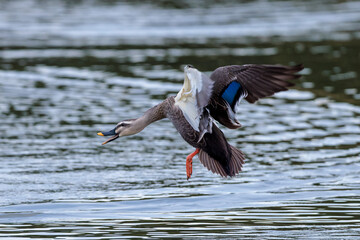 Eastern spot-billed duck (Anas zonorhyncha)