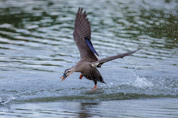 Eastern spot-billed duck (Anas zonorhyncha)