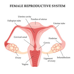 Obraz premium Female reproductive system
