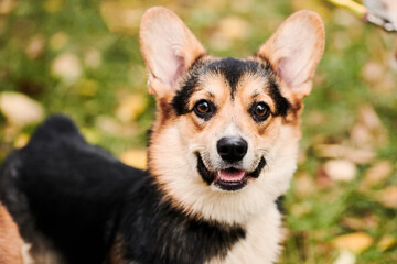 Pembroke Welsh Corgi on a walk. Portrait of a dog in the autumn park