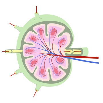 Anatomy of a lymph node. Simplified scheme showing external and internal structure.