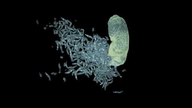 Sporocyst stage of parasitic worm Podocotyle sp. under a microscope, family Opecoelidae. Cercaria larvae emerge through maternity pore. Mollusca host. White Sea