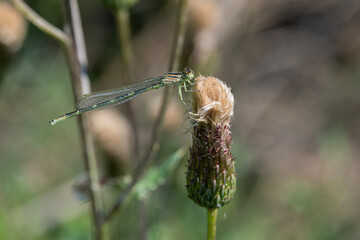 Close up of damselfly with green beige and black  markings resting on a dried out thistle flower...