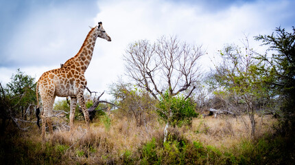 giraffe in the savannah