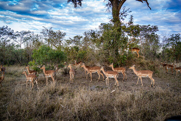 impala in the savannah