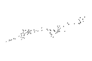 Birds flying in an aesthetic order. Vector ımage. White background.   - obrazy, fototapety, plakaty