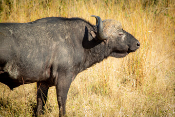 Obraz premium cape buffalo bull