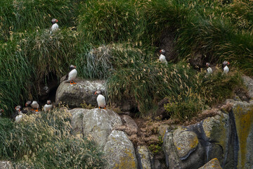 Birdlife at the Faroe Islands