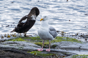 Birdlife at the Faroe Islands