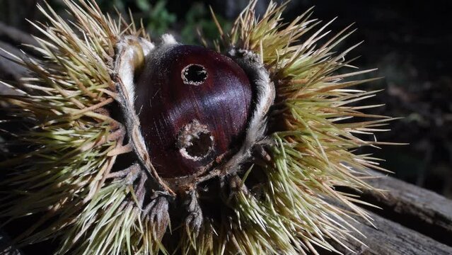 chestnut hedgehog with holes by insect