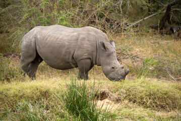 Obraz premium rhino in the grass