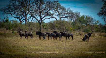 Fototapeta premium herd of wildebeest