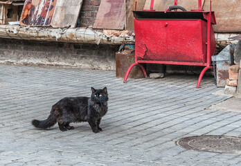 Cats are an integral part of normal life in Odessa. They can be found everywhere. Red, black, with...