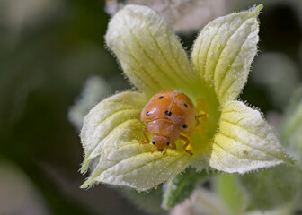 Henosepilachna argus, common name bryony ladybird, is a species of beetle in the family Coccinellidae, Crete