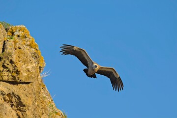 Griffon Vulture (Gyps fulvus), Crete