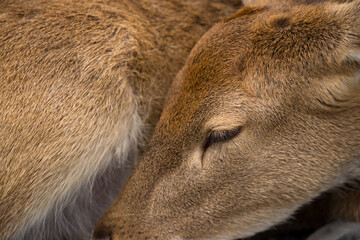 Close up of the sleep deer