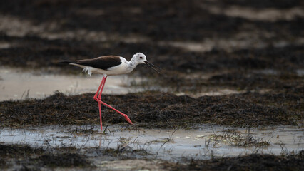 Himantopus himantopus - Black-winged Stilt - Echasse blanche