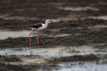 Himantopus himantopus - Black-winged Stilt - Echasse blanche