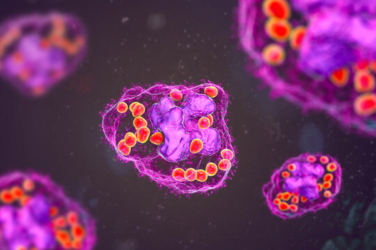 Histoplasma capsulatum fungus inside a macrophage cell, 3D illustration