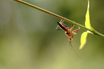 Triatominae found in agricultural fields.