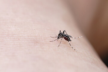 Mosquitoes found in the forest.