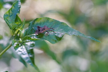 Insects that sit on the tops of chili peppers.