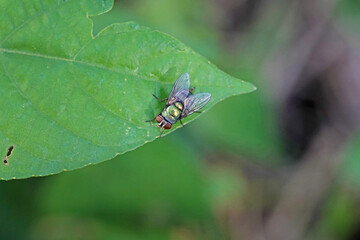 Flies caught on green leaves.