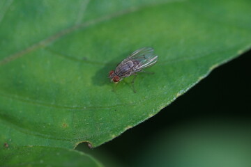 Flies caught on green leaves.