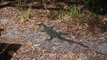 lizard on the rock