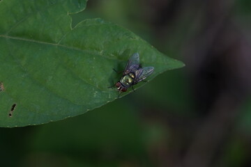 Flies caught on green leaves.
