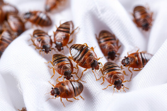 An infestation of bed bugs on white fabric