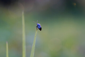 Chrysochus cobaltinus, the cobalt milkweed beetle or blue milkweed beetle, is a member of the diverse family leaf beetles