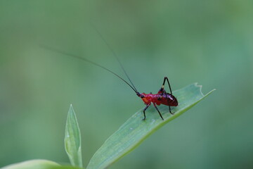 Conocephalus melaenus found in agricultural fields.