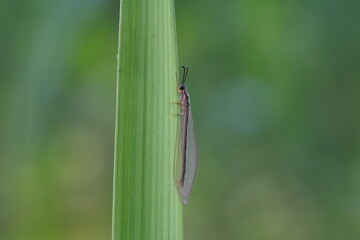 Chrysoperla carnea found in agricultural fields
