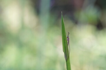 Chrysoperla carnea found in agricultural fields