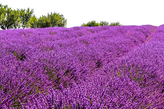 Champ de lavande, Valensole, Provence 