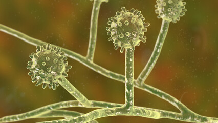 Histoplasma capsulatum fungus, 3D illustration © Dr_Microbe