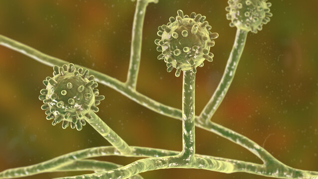 Histoplasma capsulatum fungus, 3D illustration