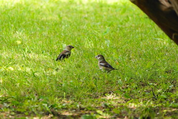 芝生の上で餌を探すシメ