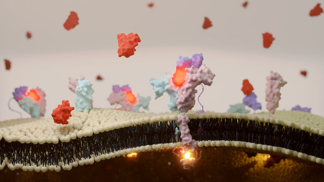 3D illustration of interleukin-2 (IL2) receptor binding on T cell surface. 