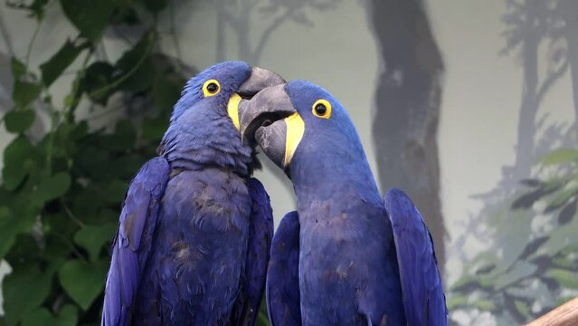 The pair of the hyacinth macaw (Anodorhynchus hyacinthinus) sits on a branch