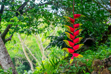 Flor Heliconia