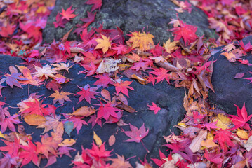 寿公園、落ち葉のの季節