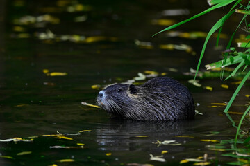 Nutria (Myocastor coypus)