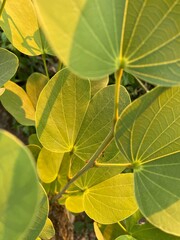 green leaves background