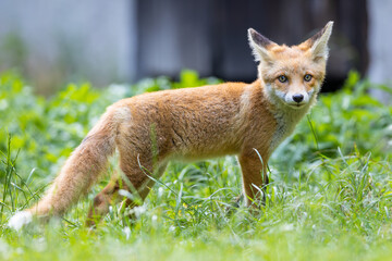 Naklejka na ściany i meble Red fox (vulpes vulpes) cub in nature 
