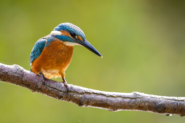 Common Kingfisher (Alcedo atthis) sitting on a branch. wildlife scenery